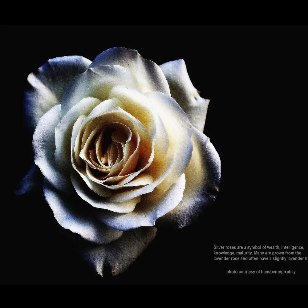 2027 Rose Calendar Beautiful Flower Photography Floral Garden Wall Calendar Gift